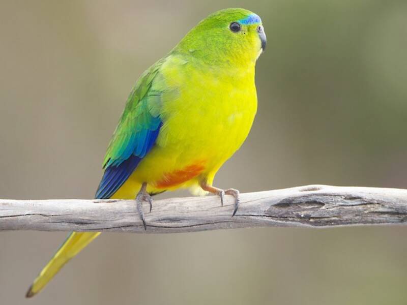 Orange-bellied Parrot (Neophema chrysogaster)