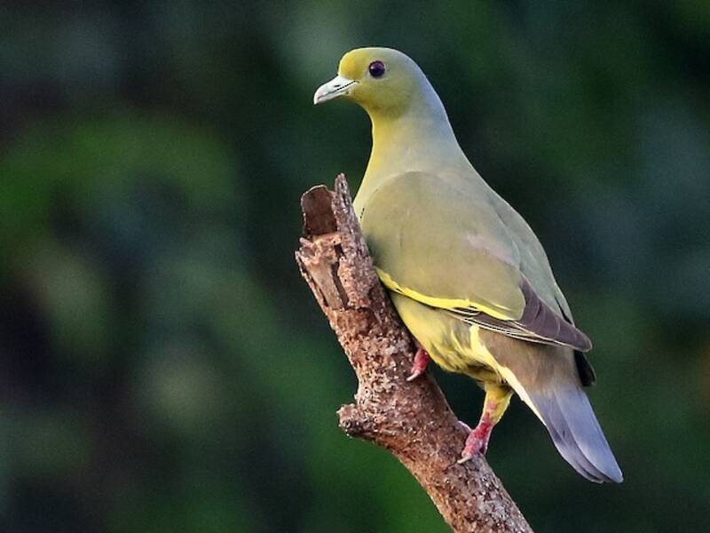 Colomba verde pettoarancio, Foto 2
