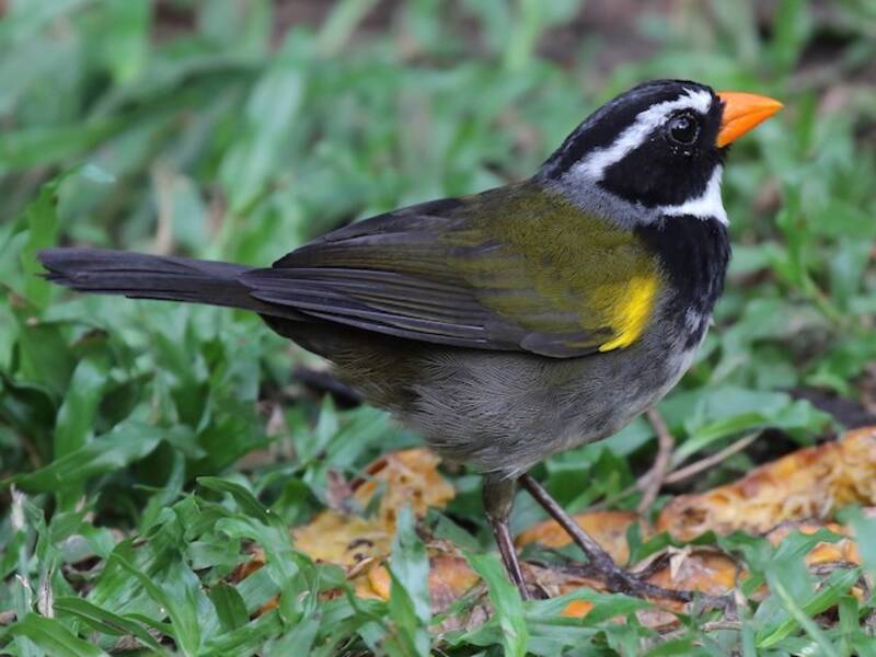 Orange-billed Sparrow, Photos 3