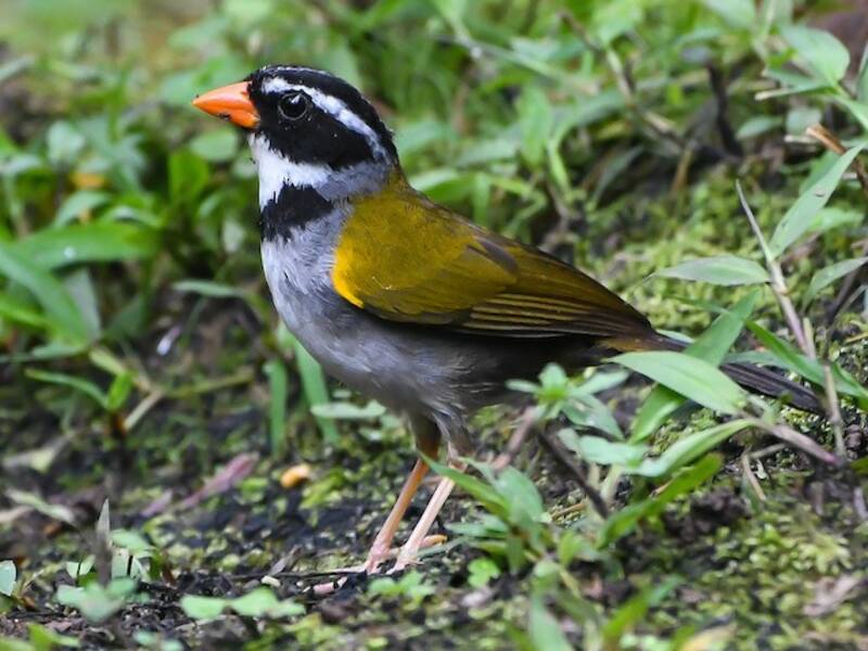Orange-billed Sparrow, Photos 2