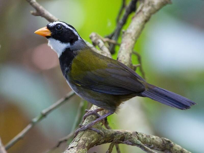 Orange-billed Sparrow, Photos 4