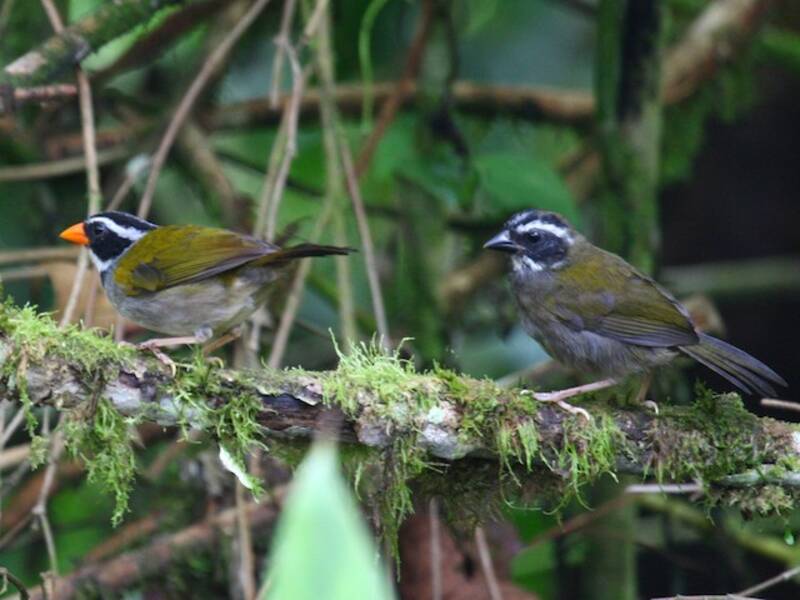 Orange-billed Sparrow