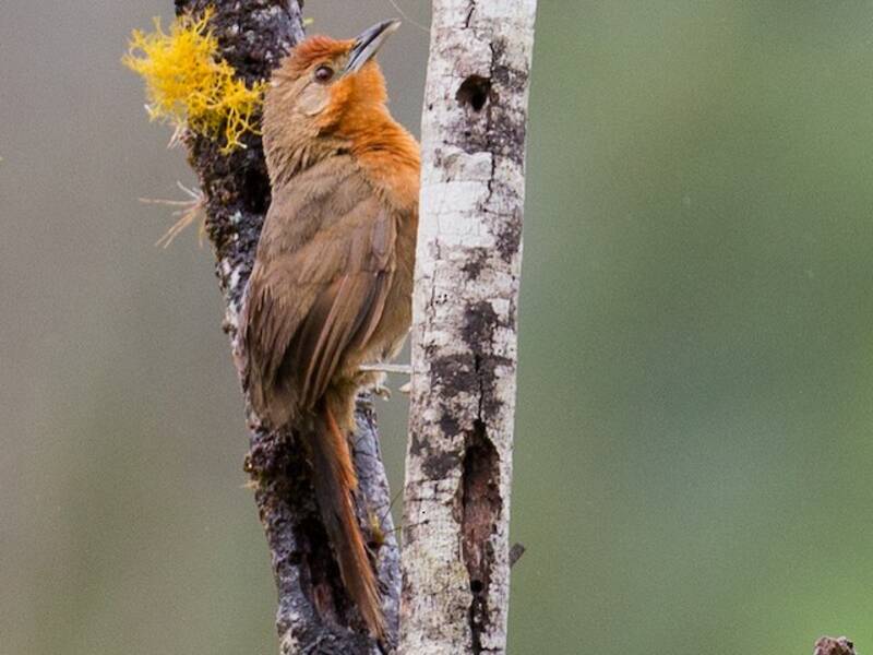 Spinere dal petto arancio, Foto 2