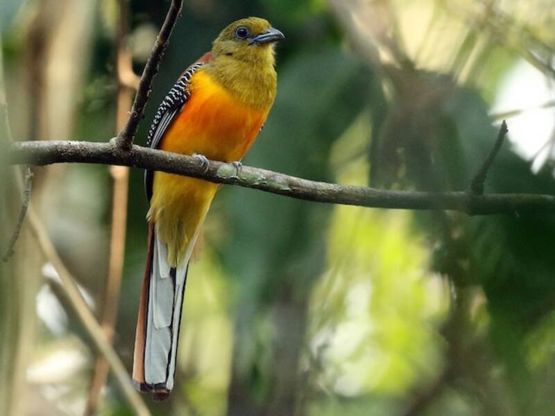 Trogone pettoarancio