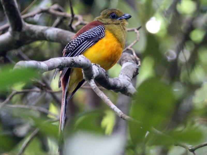 Trogone pettoarancio, Foto 2