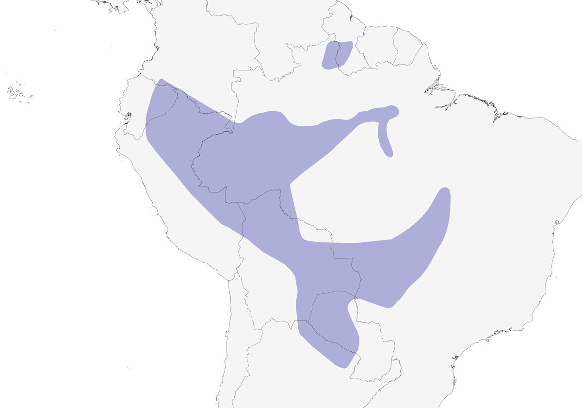 Ittero dorsarancio, Distribuzione 1