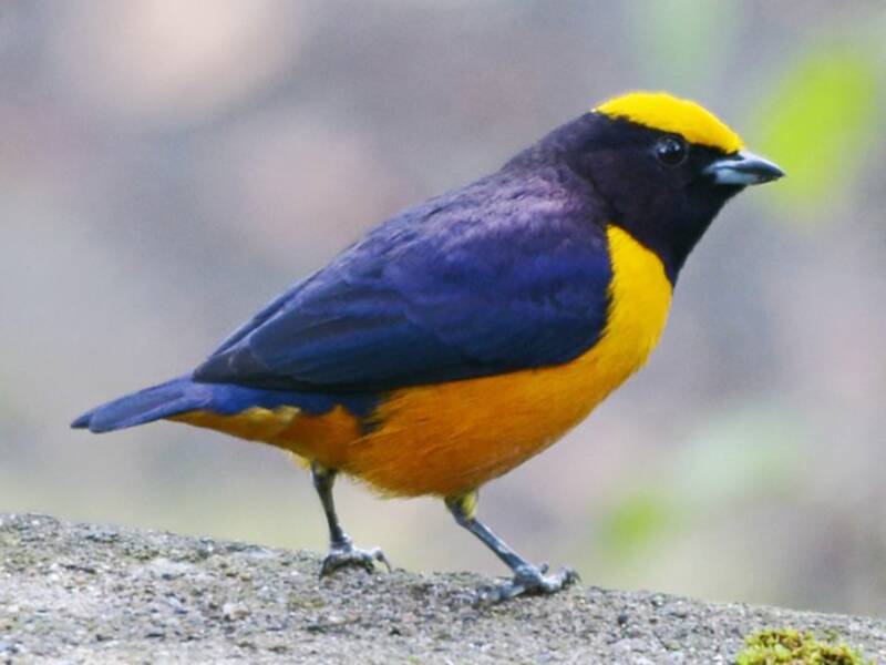 Orange-crowned Euphonia, Photos 2