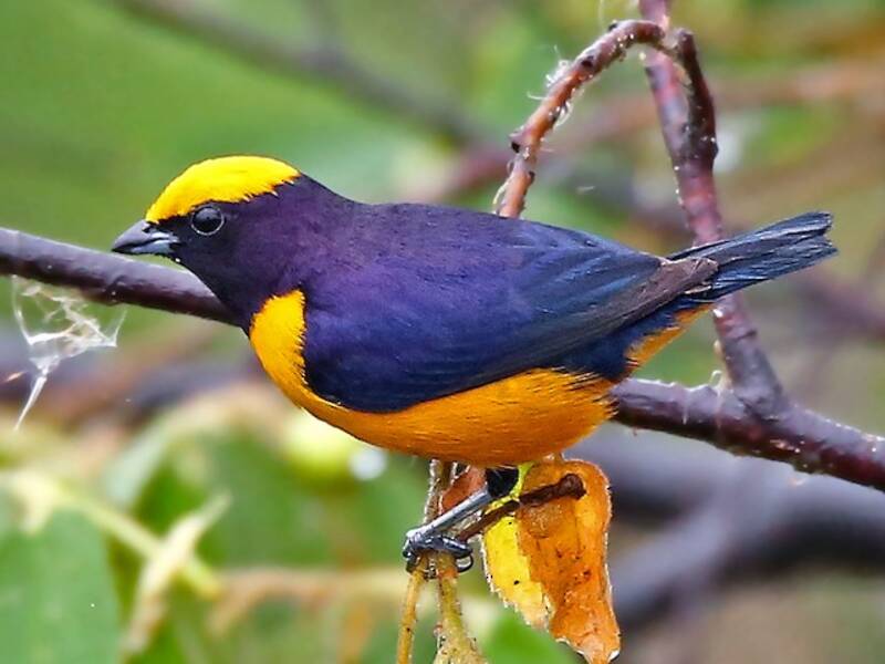 Orange-crowned Euphonia