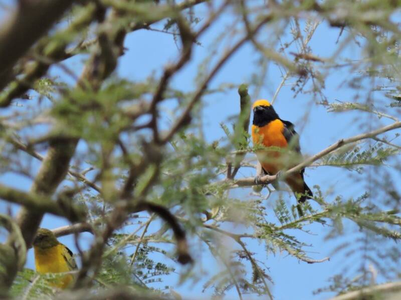 Orange-crowned Euphonia, Photos 3