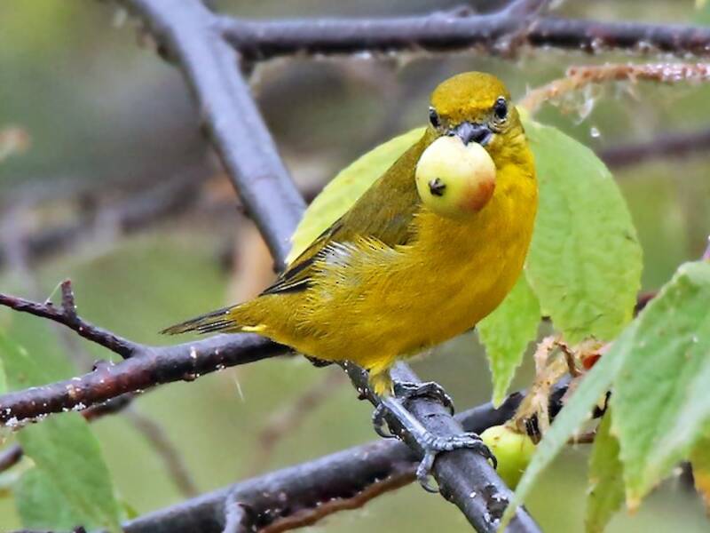 Orange-crowned Euphonia, Photos 4