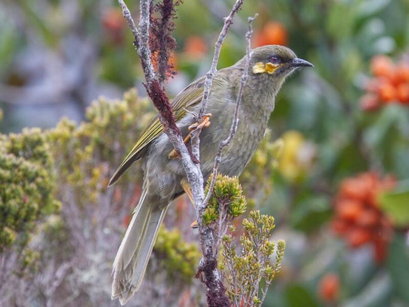 Orange-cheeked Honeyeater, Photos 3