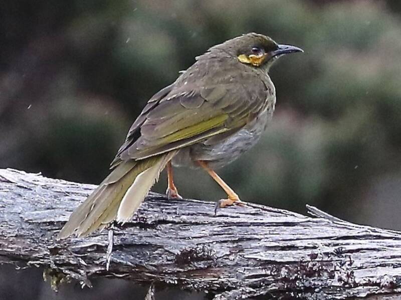 Orange-cheeked Honeyeater, Photos 4
