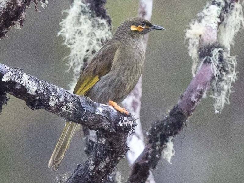 Orange-cheeked Honeyeater, Photos 2