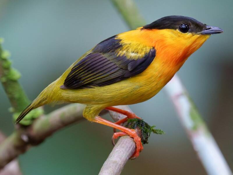 Manachino collararancio, Foto 4