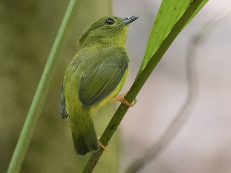 Manachino collararancio, Foto 2