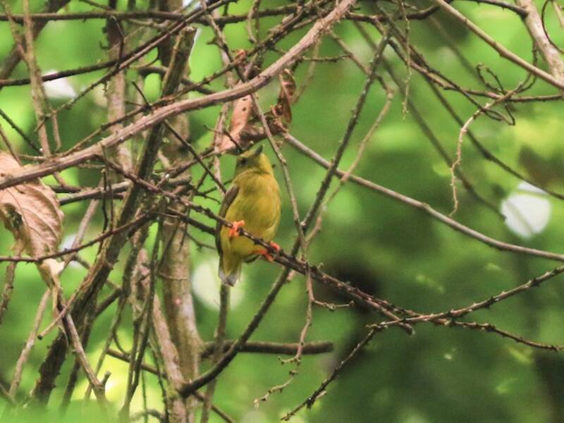 Manachino collararancio, Foto 3