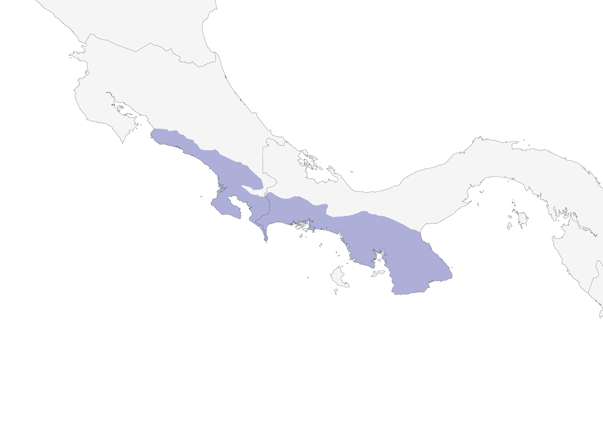 Manachino collararancio, Distribuzione 1