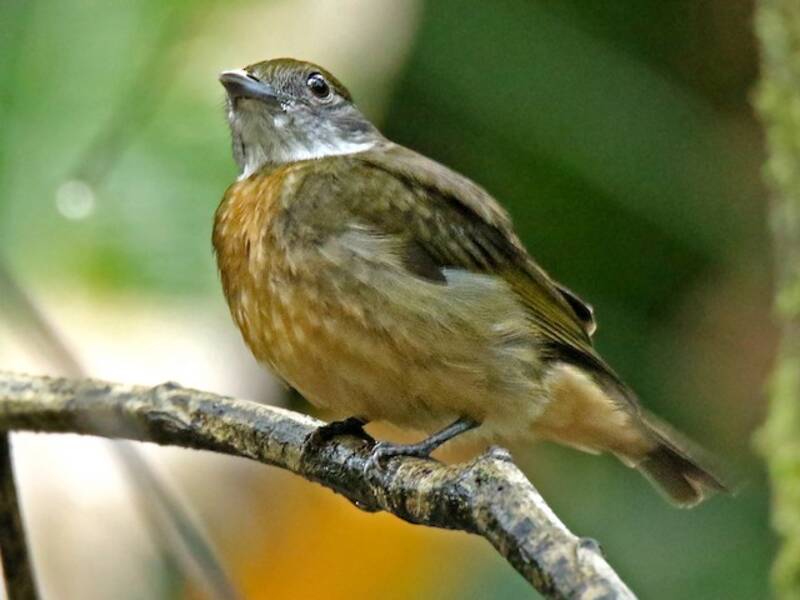 Orangenscheitel-Manakin, Fotos 2