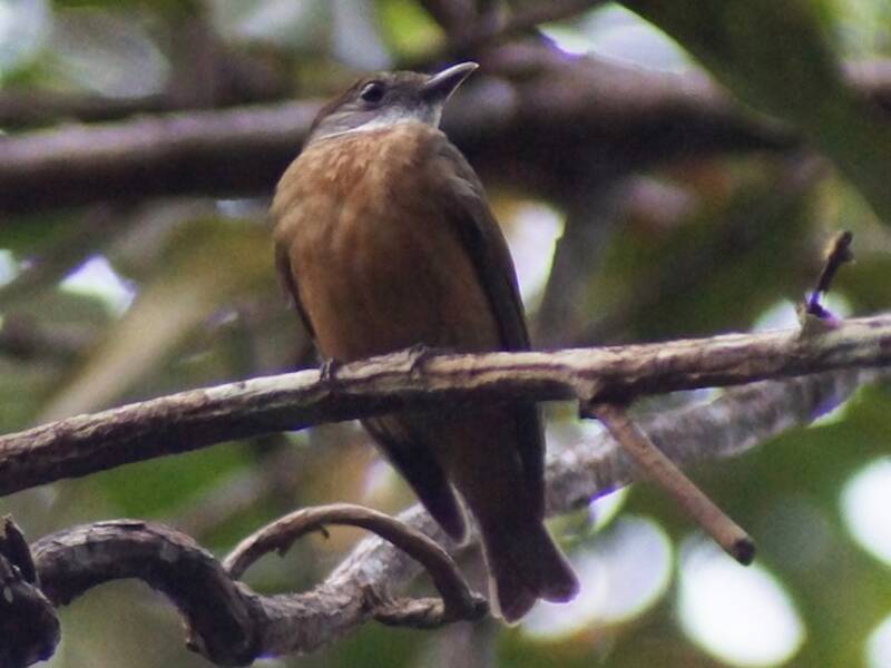 Orangenscheitel-Manakin, Fotos 3