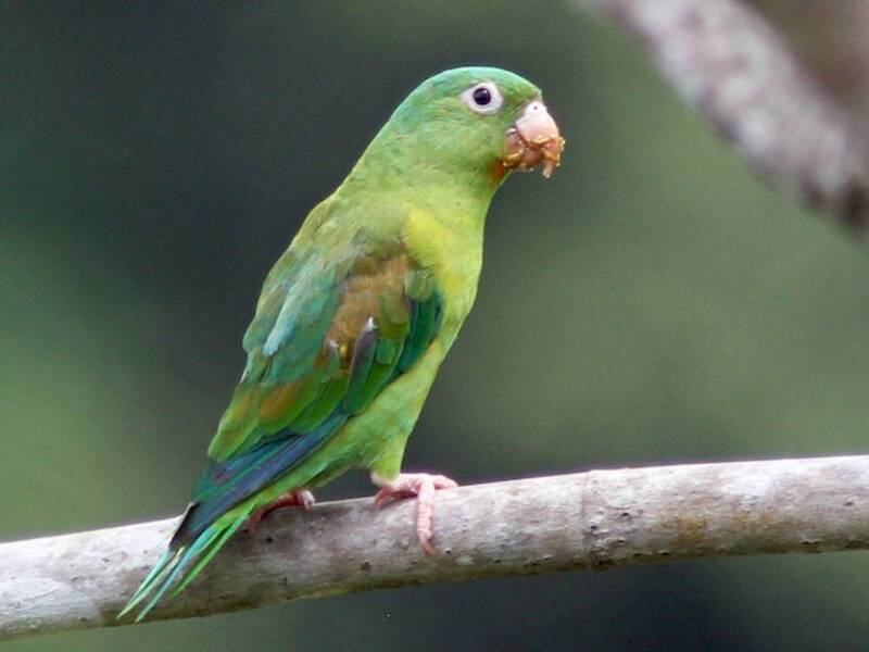 Orange-chinned Parakeet