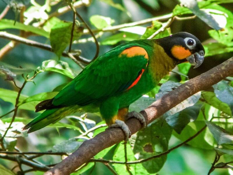 Loro caranaranja