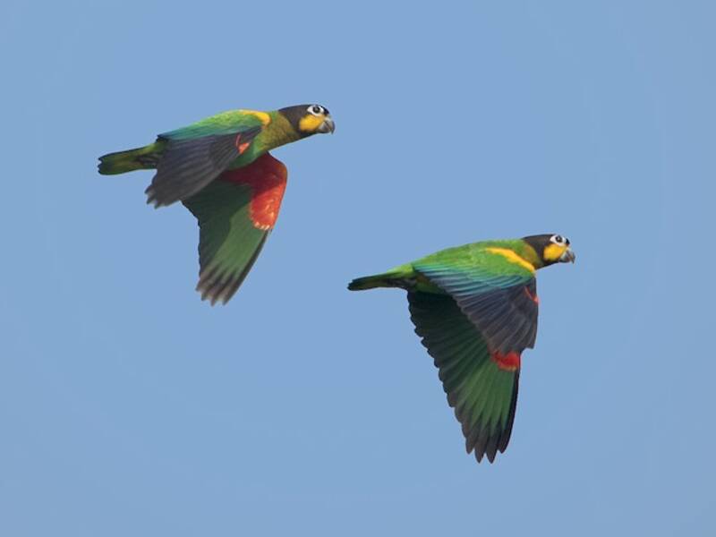 Loro caranaranja, Fotos 4