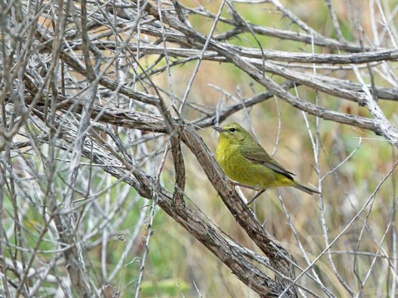 Orange-crowned Warbler