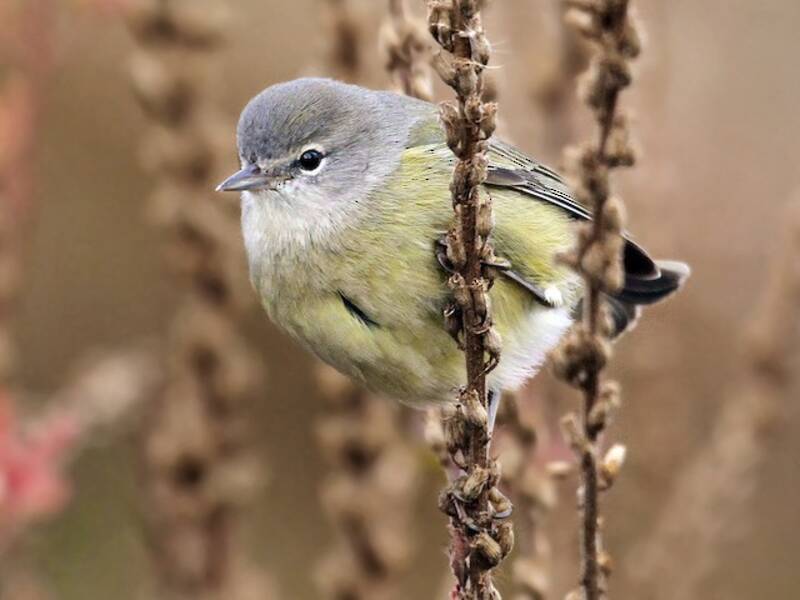 Parula dalla corona arancione, Foto 4