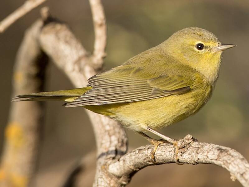 Parula dalla corona arancione, Foto 2