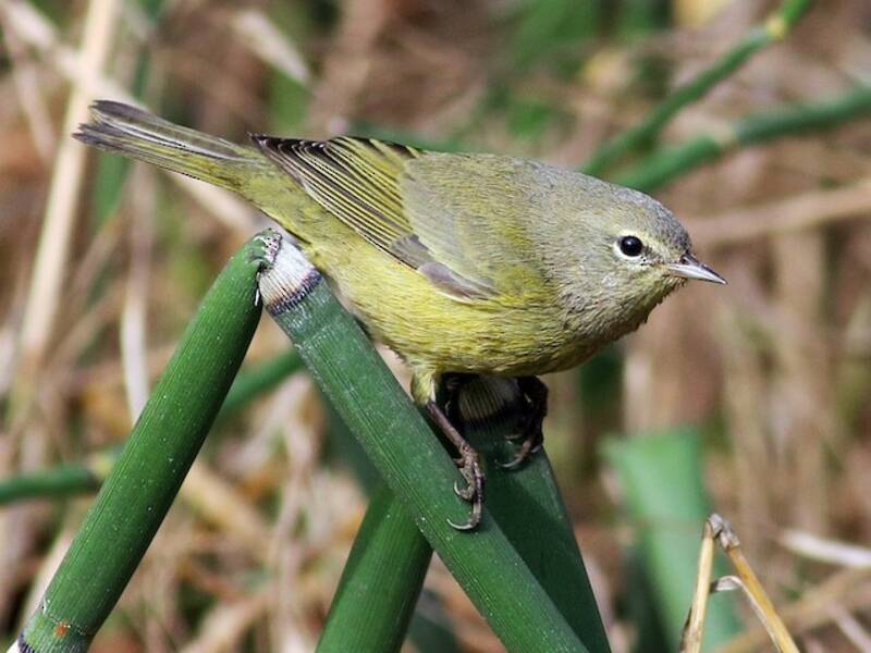 Parula dalla corona arancione, Foto 3