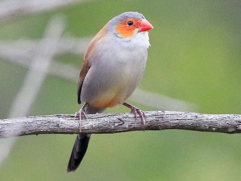 Estrilda guancearancio