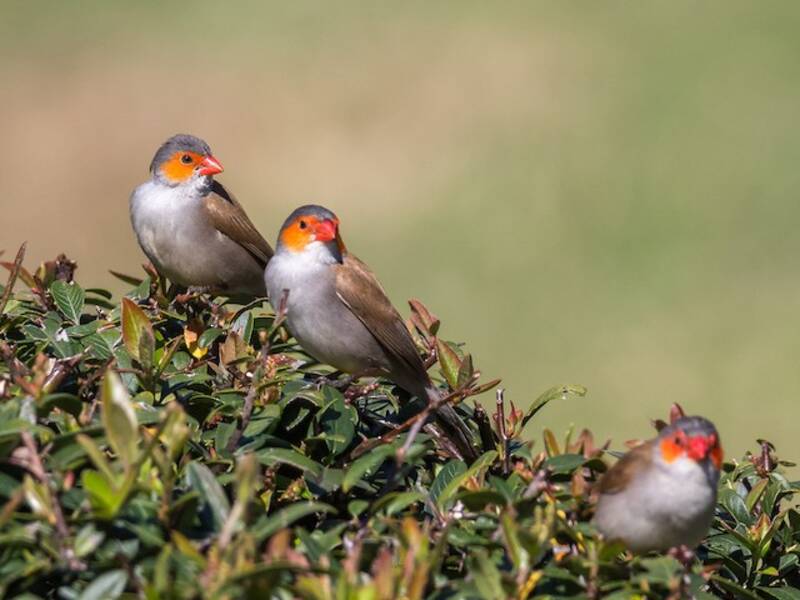 Estrilda guancearancio, Foto 4