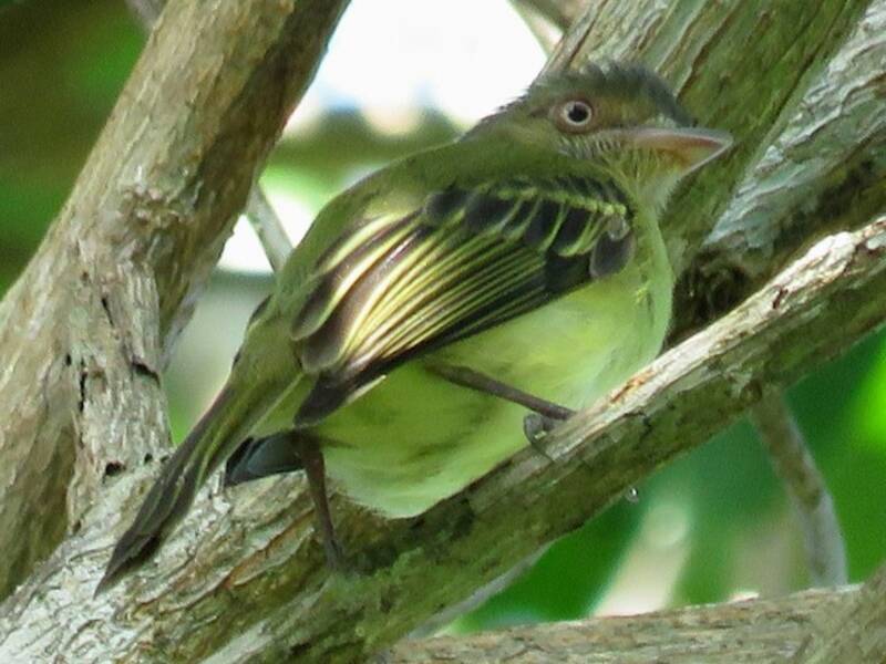 Orange-eyed Flatbill, 照片 3