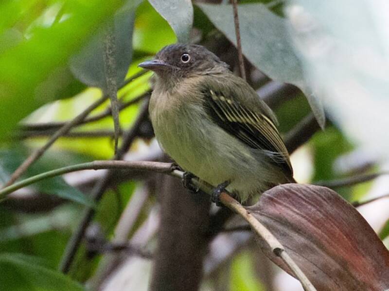 Orange-eyed Flatbill, 照片 2