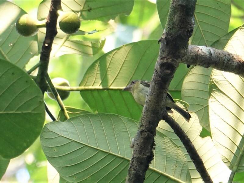 Beccopiattino dagli occhi arancioni