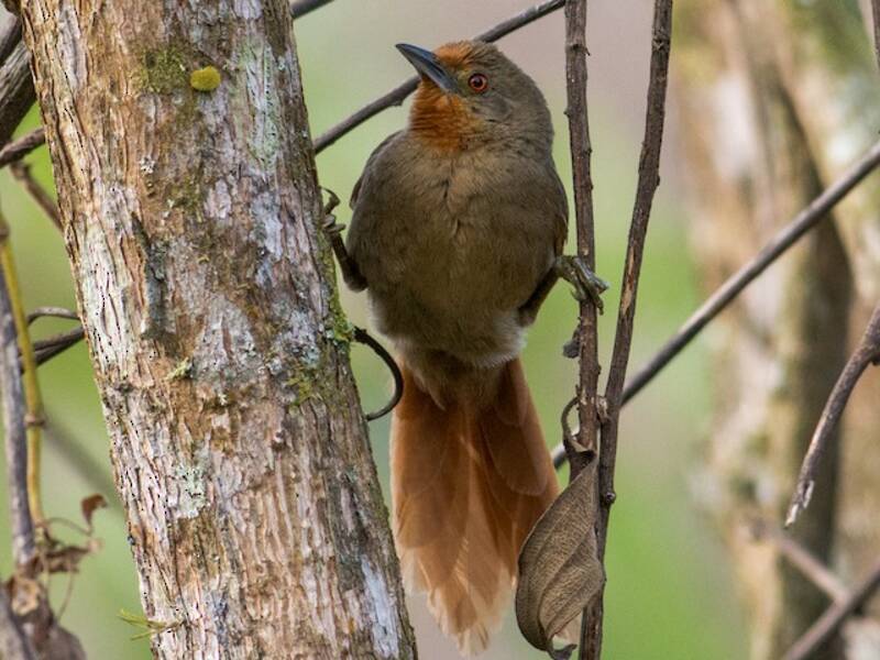 Orange-eyed Thornbird