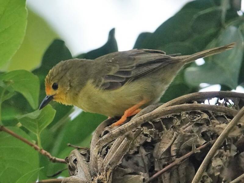 Copete anaranjado, Fotos 4