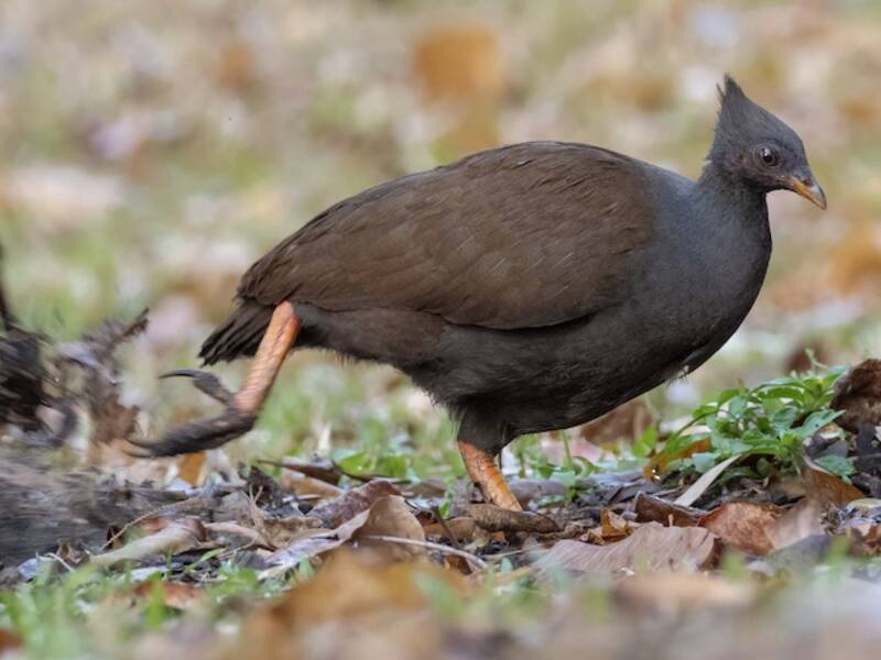 Megápodo Patinaranja