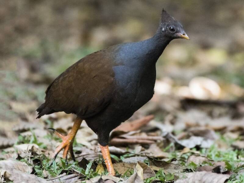 Megapodio zampe arancioni, Foto 2