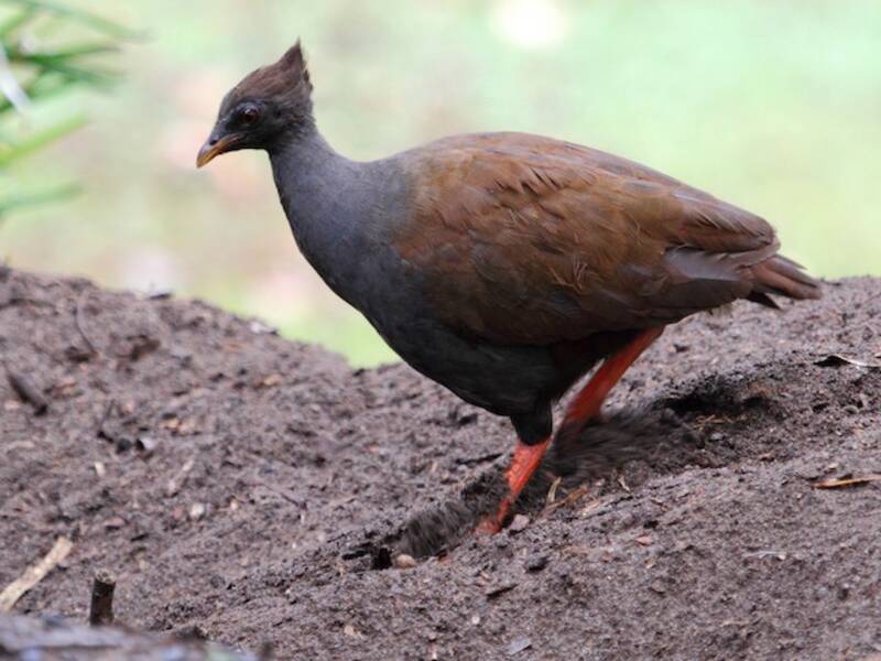 Megapodio zampe arancioni, Foto 3
