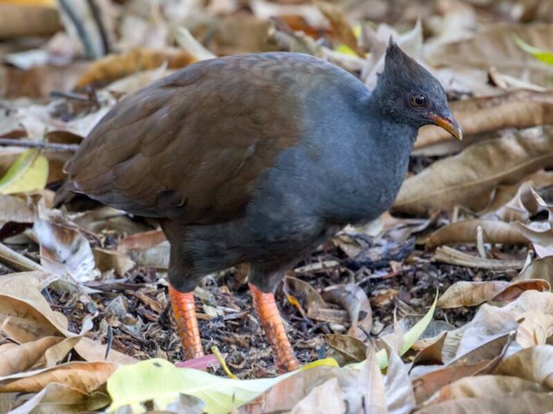 Megapodio zampe arancioni, Foto 4