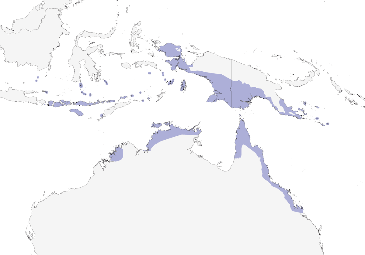 Megapodio zampe arancioni, Distribuzione 1
