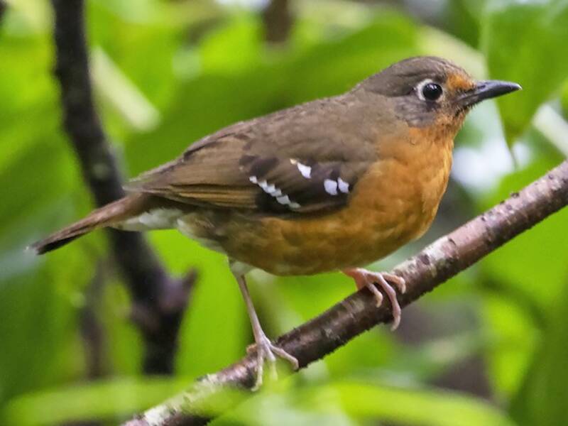 Orange Ground-Thrush, 照片 3