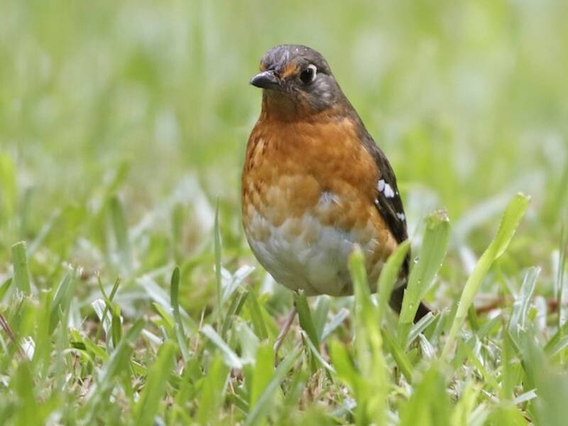 Orange Ground-Thrush