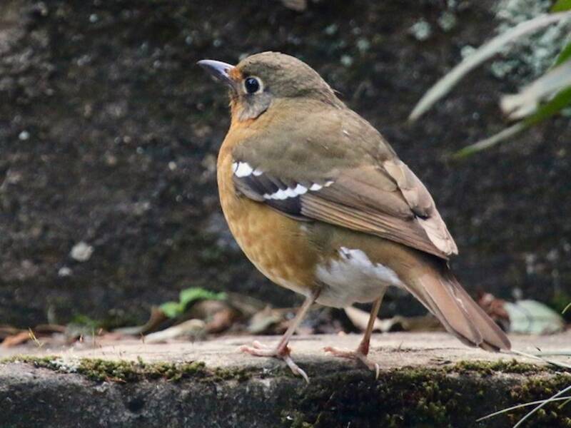 Orange Ground-Thrush, 照片 2
