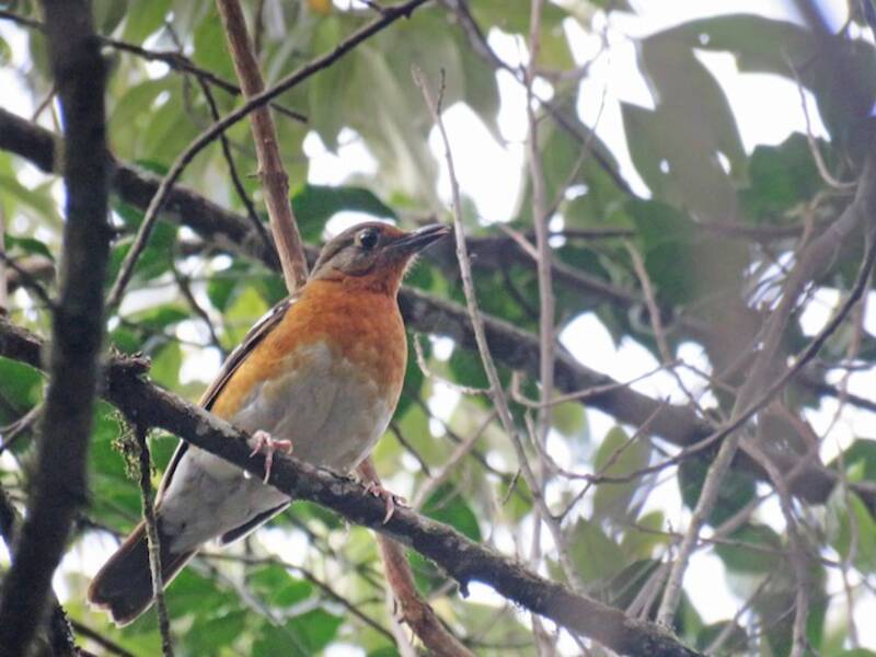 Orange Ground-Thrush, 照片 4