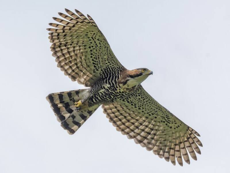 Aigle orné, Photos 2