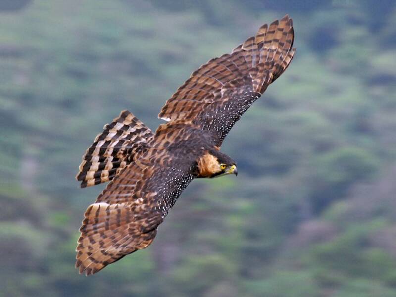 Aigle orné, Photos 3