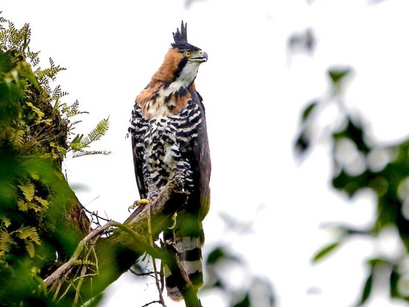 Aigle orné, Photos 4