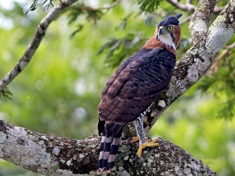 Aigle orné